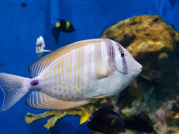 몬터레이 몬터레이 베이 아쿠아리움 - 이미지