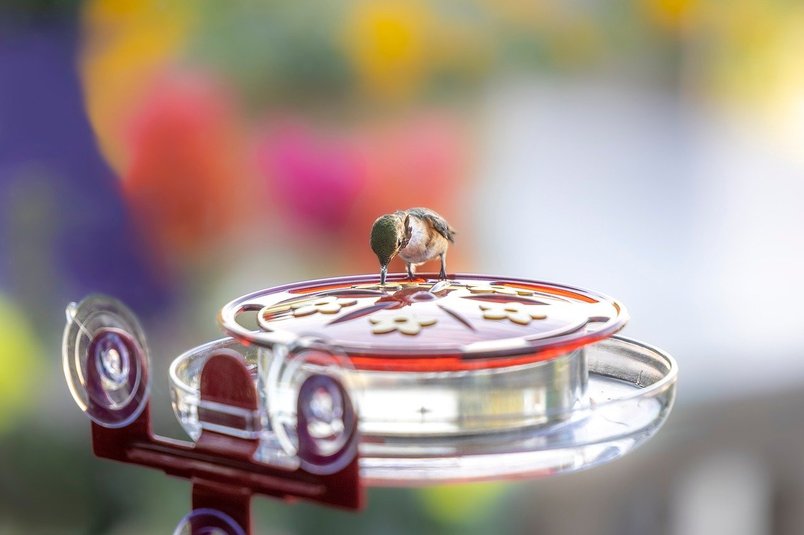 자동급식기 - 이미지