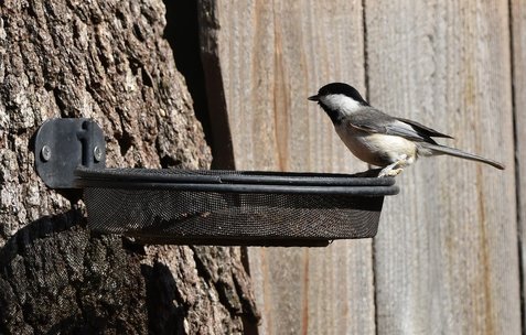 자동급식기 - 이미지