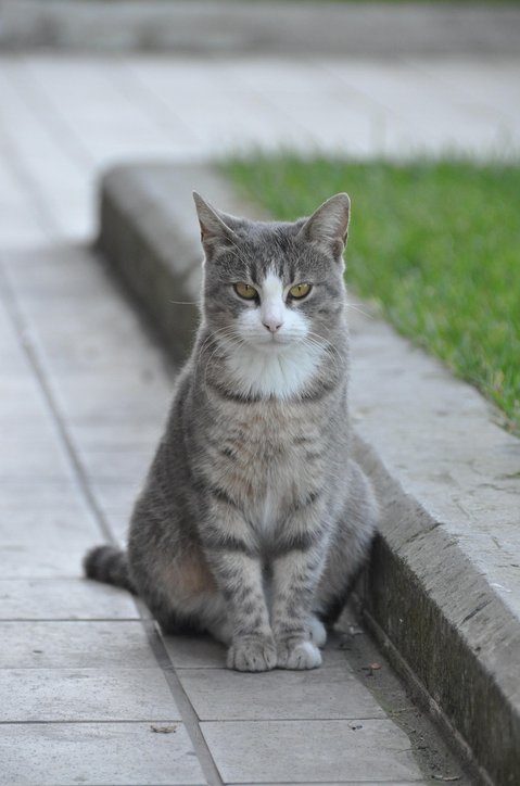 주방 알바 - 이미지