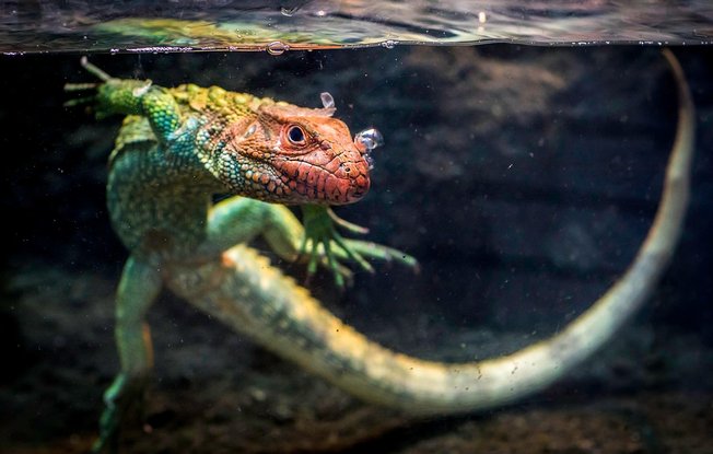 카이만 도마뱀 - 이미지