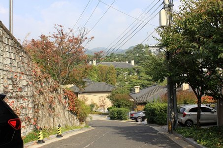 코리아 진도견 - 이미지