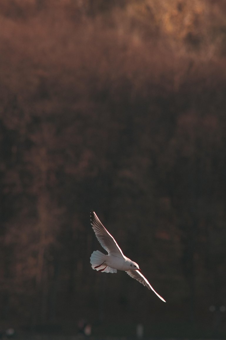 하이일드 - 이미지