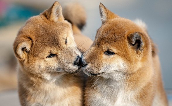 반려동물 간식 - 이미지