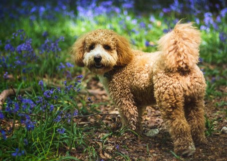 카바푸 - 이미지