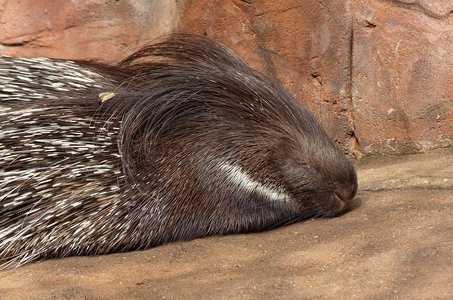 호저 고슴도치 - 이미지