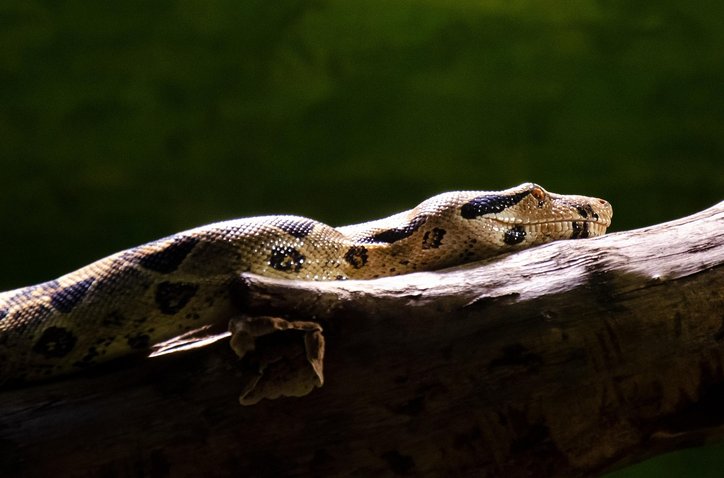 아이돌봄앱 - 이미지