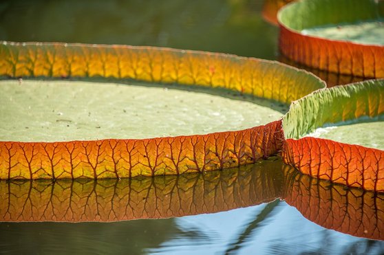 일라이 릴리 주식차트 - 이미지