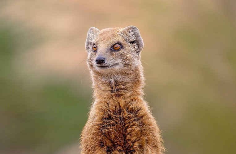 몽구스 - 이미지