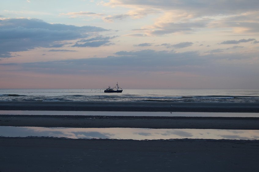 벨지안 테르뷰렌 - 이미지