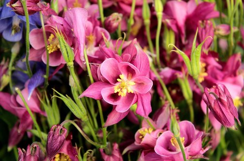 수족구병 - 이미지