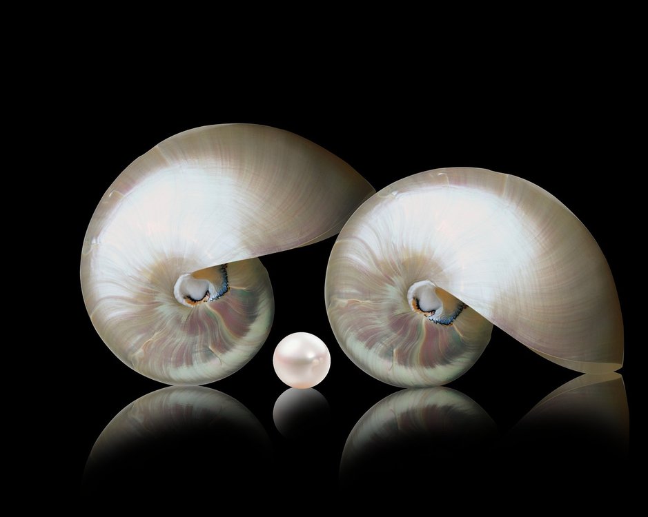 쉘 주식차트 - 이미지