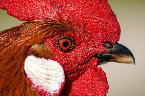 중이염 - 이미지