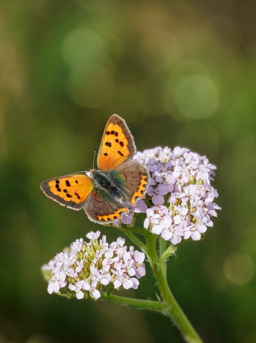 Copper Futures 주식차트 - 이미지