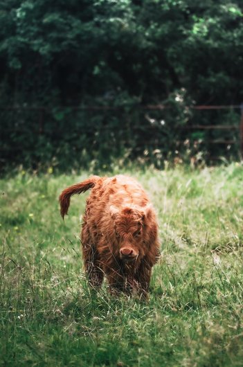 Live Cattle Futures 주식차트 - 이미지