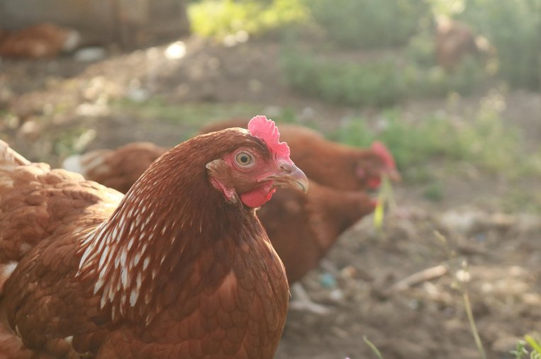 RSS 피드 제작 - 이미지