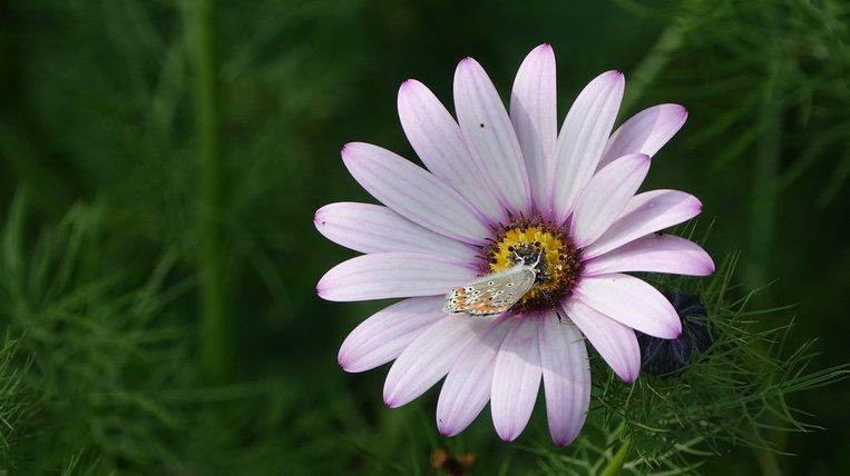 바이럴 캠페인 - 이미지